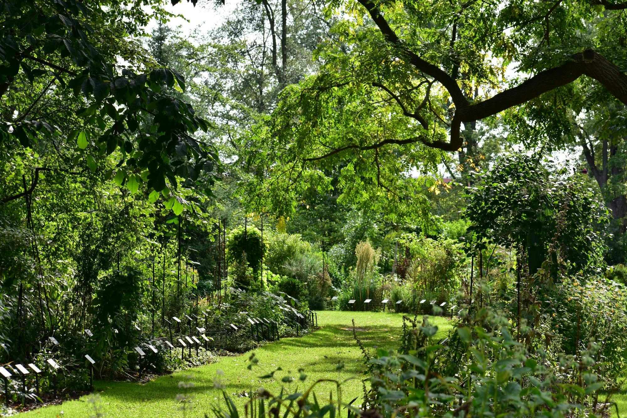 <p>Michigan State’s W.J. Beal Botanical Garden hosts a Neshnabe ethnobotany walkthrough on Sept. 20, 2023. Students, faculty, and community members came from around campus to learn more about native plants.</p>