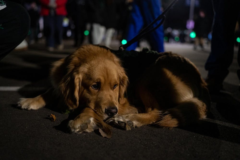 <p>Penny Lane, a resident therapy dog in the MSU Residential College in the Arts and Humanities on Feb. 13, 2024, at the remembrance ceremony. One year after the Michigan State University campus shooting, a remembrance ceremony was held to remember and reflect on the tragedy.</p>