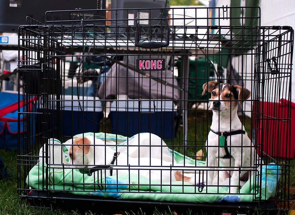 	<p>Griffen and Gunner sit inside a pet cage during tailgate before a game against Michigan on  Nov. 2, 2013, near Auditorium Road. This was the first tailgate for the 5 month old puppies. Georgina De Moya/ The State News</p>