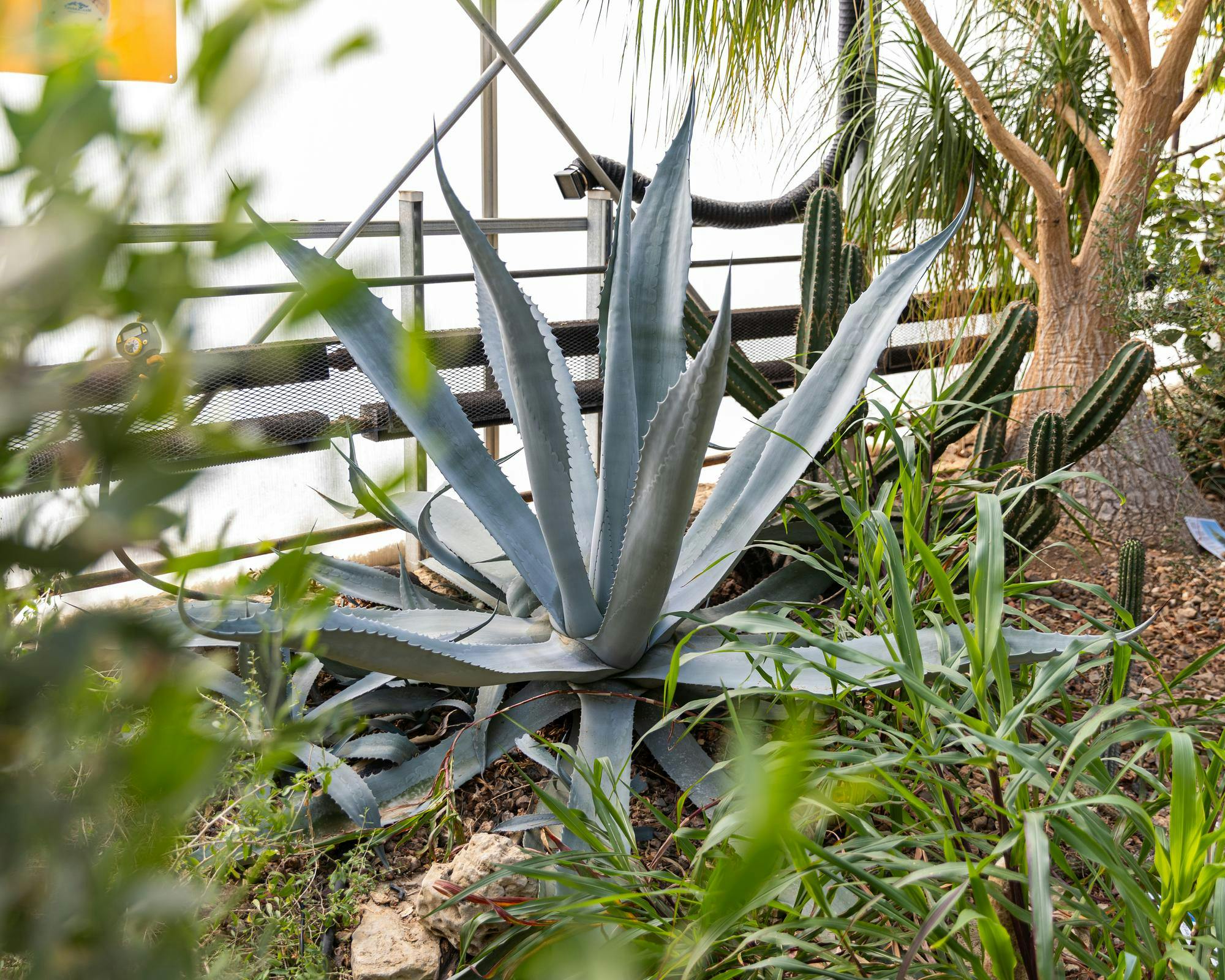 20260312-greenhouse-conservatory-cs-3