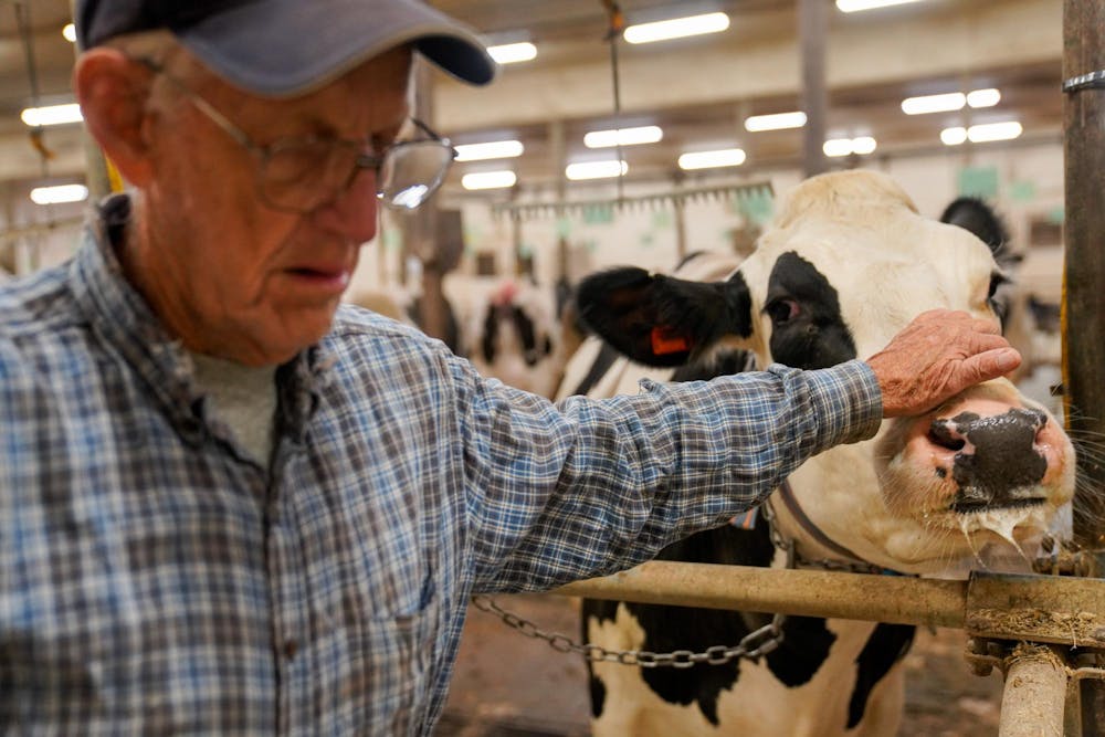<p>Duane Reum, 88, of Lansing, places his hand on a cows nose after clipping it into its designated area at the Dairy Cattle and Research Center in Lansing on Sept. 18, 2023.</p>