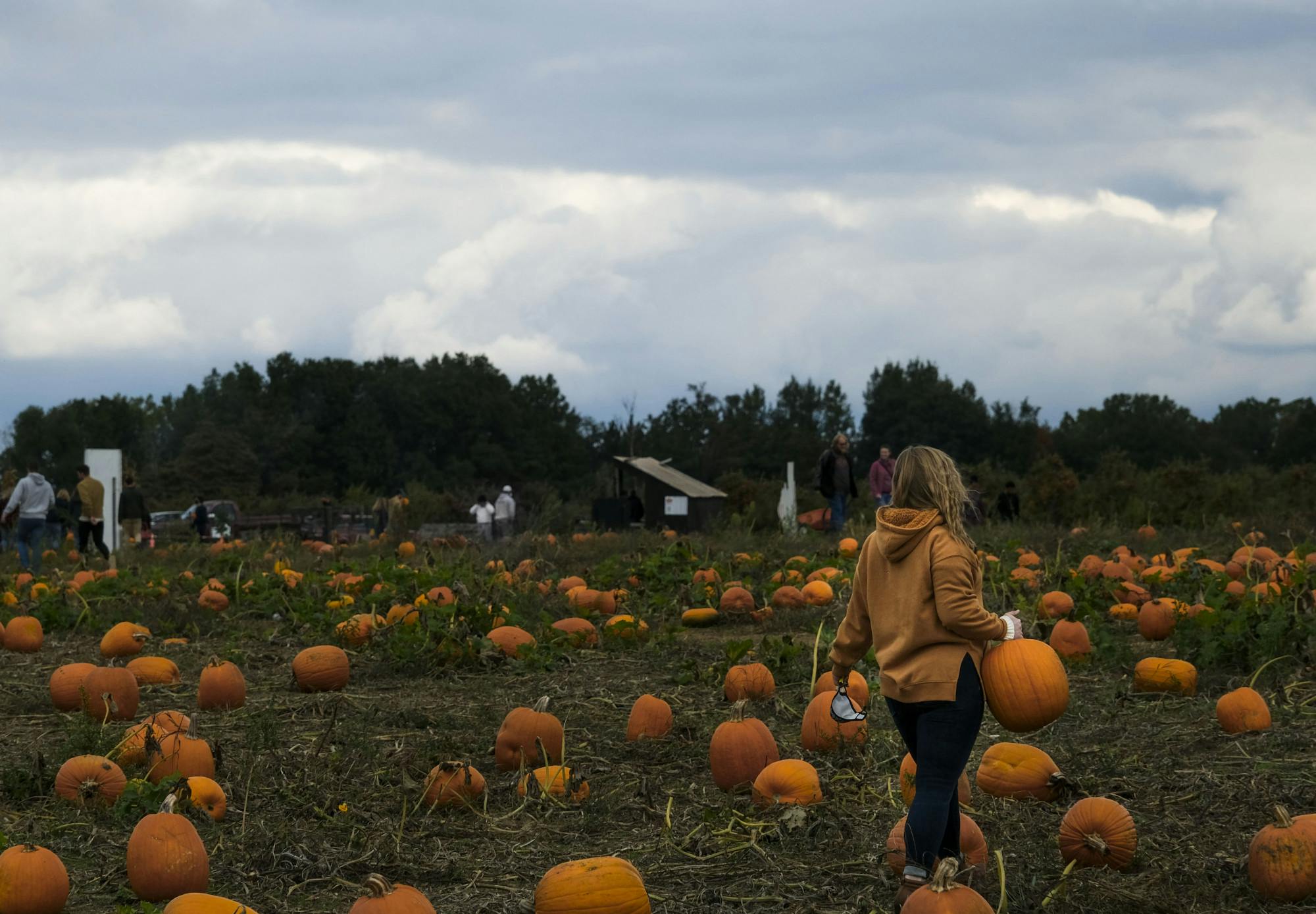 A person walks through a pumpkin patch while carrying a pumpkin.