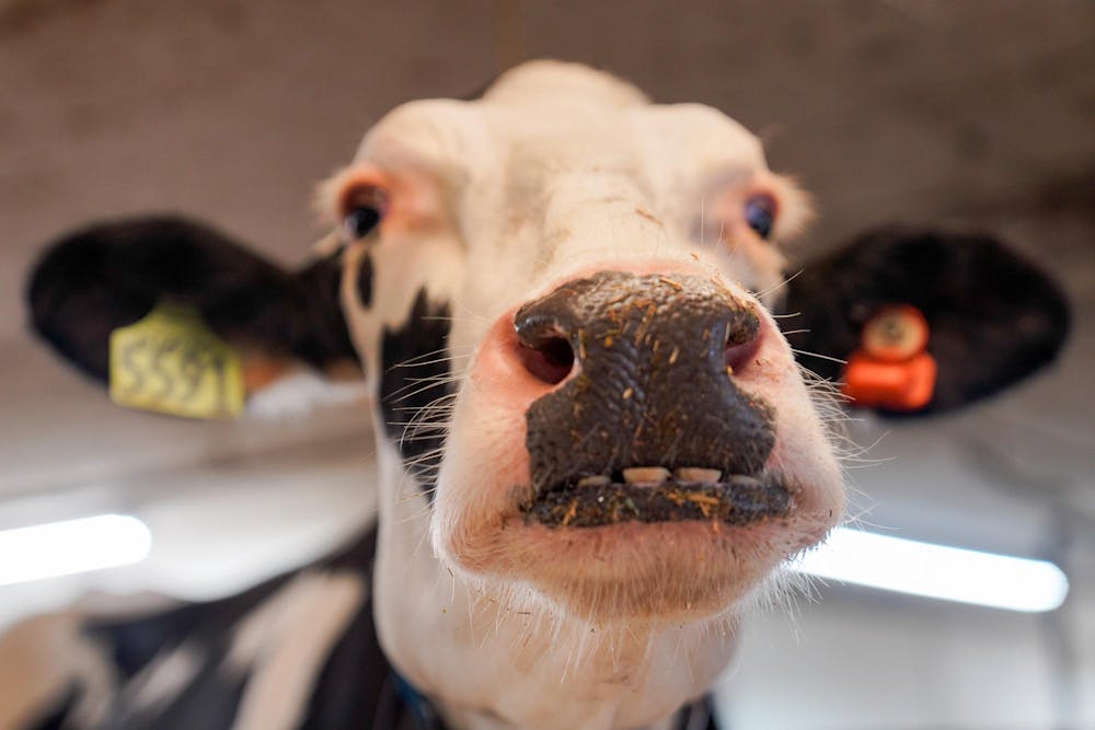 <p>Cow 5,591 at the Dairy Cattle and Research Center smiles for the camera on Sept. 28, 2023.</p>