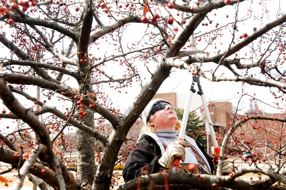 	<p>Lucinda Stahl, landscape gardener I, <span class="caps">MSU</span> Physical Plant Landscape Services employee clips branches from a tree behind Farrall Agricultural Engineering building last Thursday afternoon. Stahl has worked for Landscape Services for the past 25 years.</p>