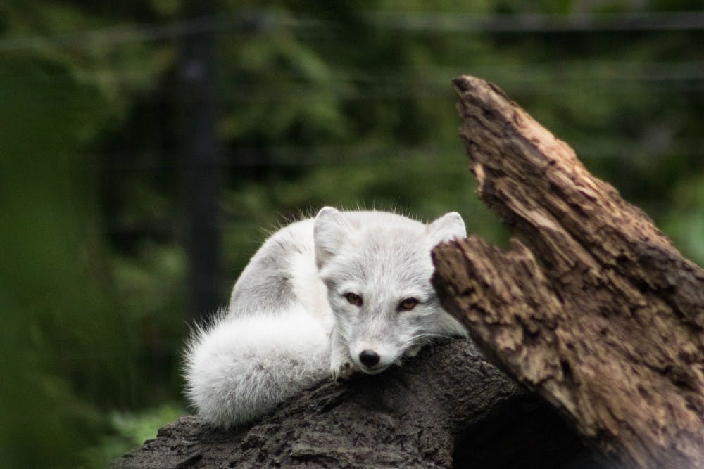 An arctic fox rests in its enclosure at Potter Park Zoo on Sept. 30, 2018.