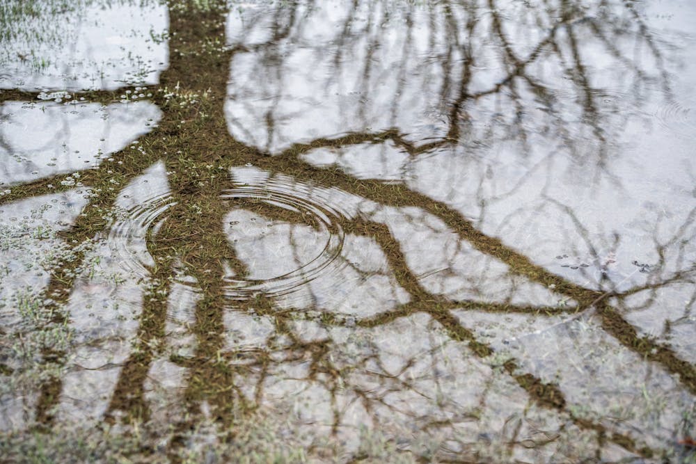 <p>A pond forms underneath a tree due to flooding caused by heavy rain flow in the East neighborhood, photographed on Apr. 4, 2023.</p>
