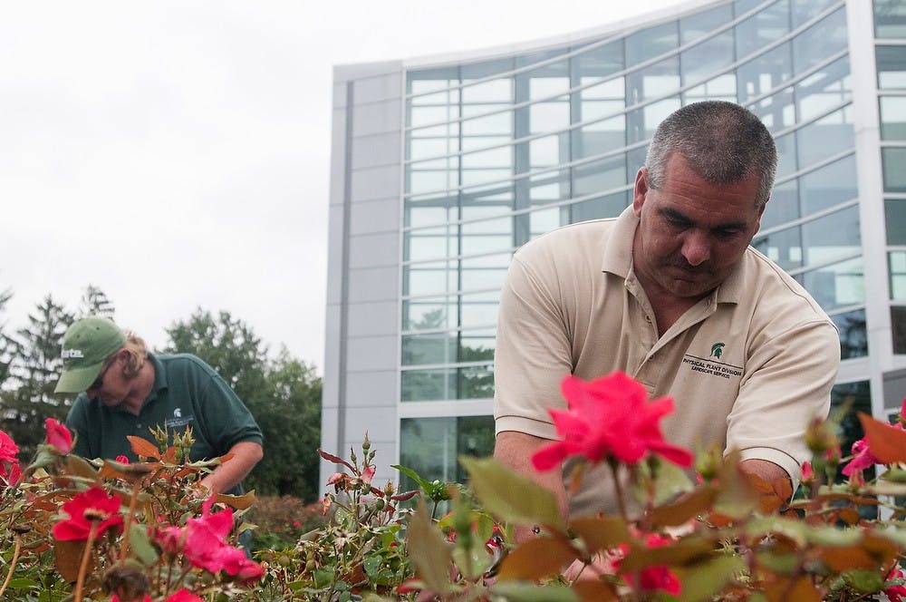 	<p><span class="caps">MSU</span> Landscape Services employees, Therese Nugent, left, and Mike Miller, right, prune a garden of roses in front the Skandalaris Football Center, Aug. 27, 2013. The gardening crew keeps flowers and plants throughout the campus looking fresh. Khoa Nguyen/ The State News</p>