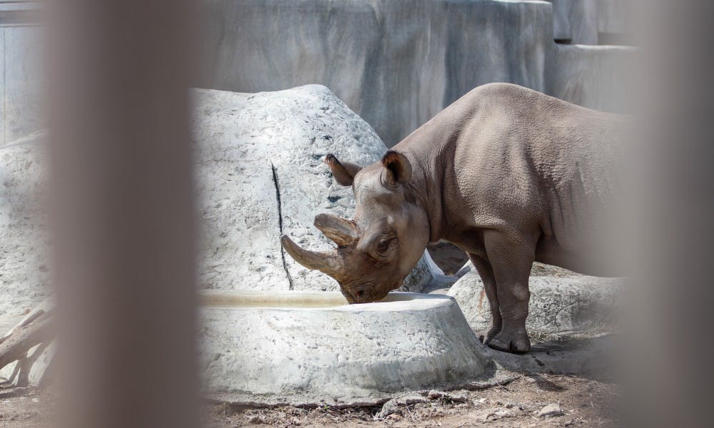 Doppsee, a black rhinoceros, drinks in her enclosure at Potter Park Zoo in Lansing April 8, 2019. Doppsee is currently pregnant.Students react to Michigan State's loss April 6, 2019.