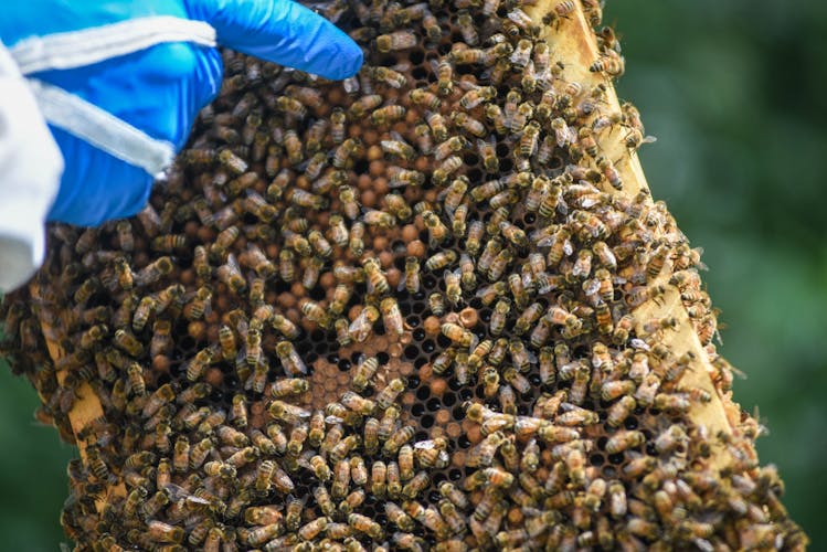 From the military to beekeeping: A look into a veteran's unique ...