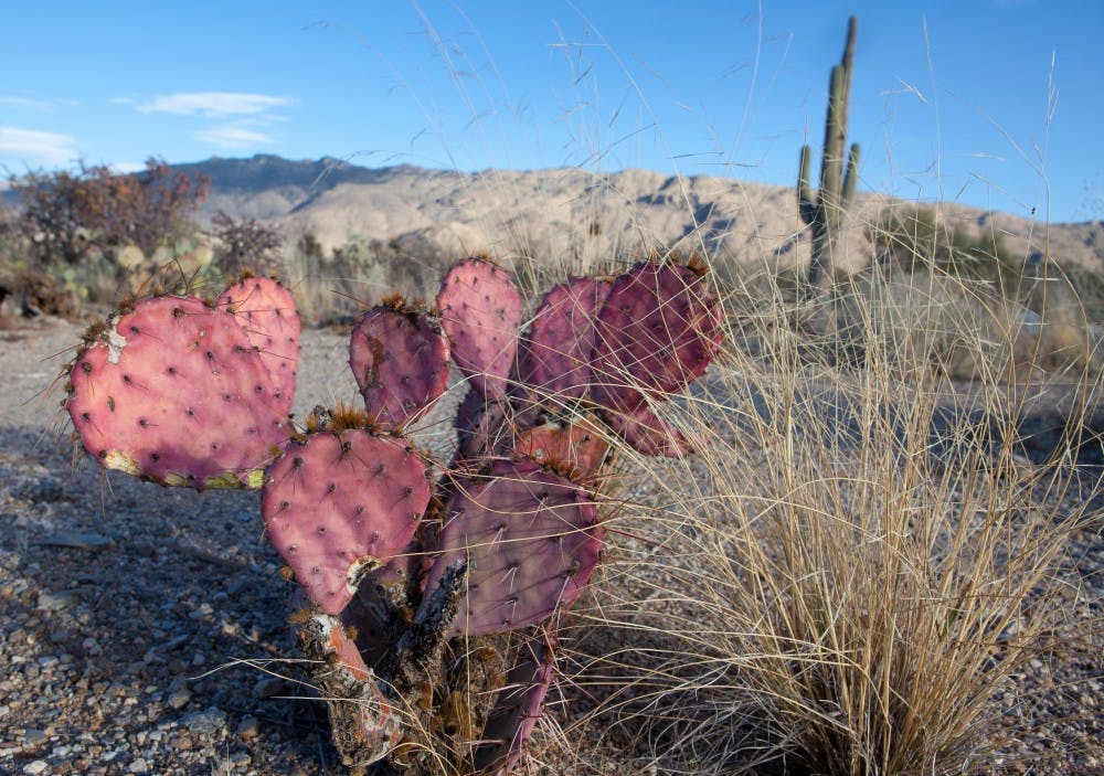 <p>Pictured is a prickly pear cactus with saguaro in the background on the border. Photo courtesy by Krista Schlyer</p>