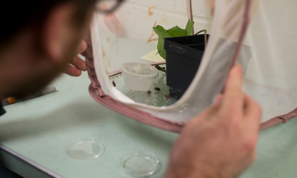 <p>Research associate Paul Botch looks within the netting surrounding a colony of stinkbugs on Nov. 6, 2015, at a lab within the Natural Sciences building. Botch is a member of a team led by Professor Ernest Delfosse that is working to find a solution to the invasive stinkbug populations found within the United States. </p>