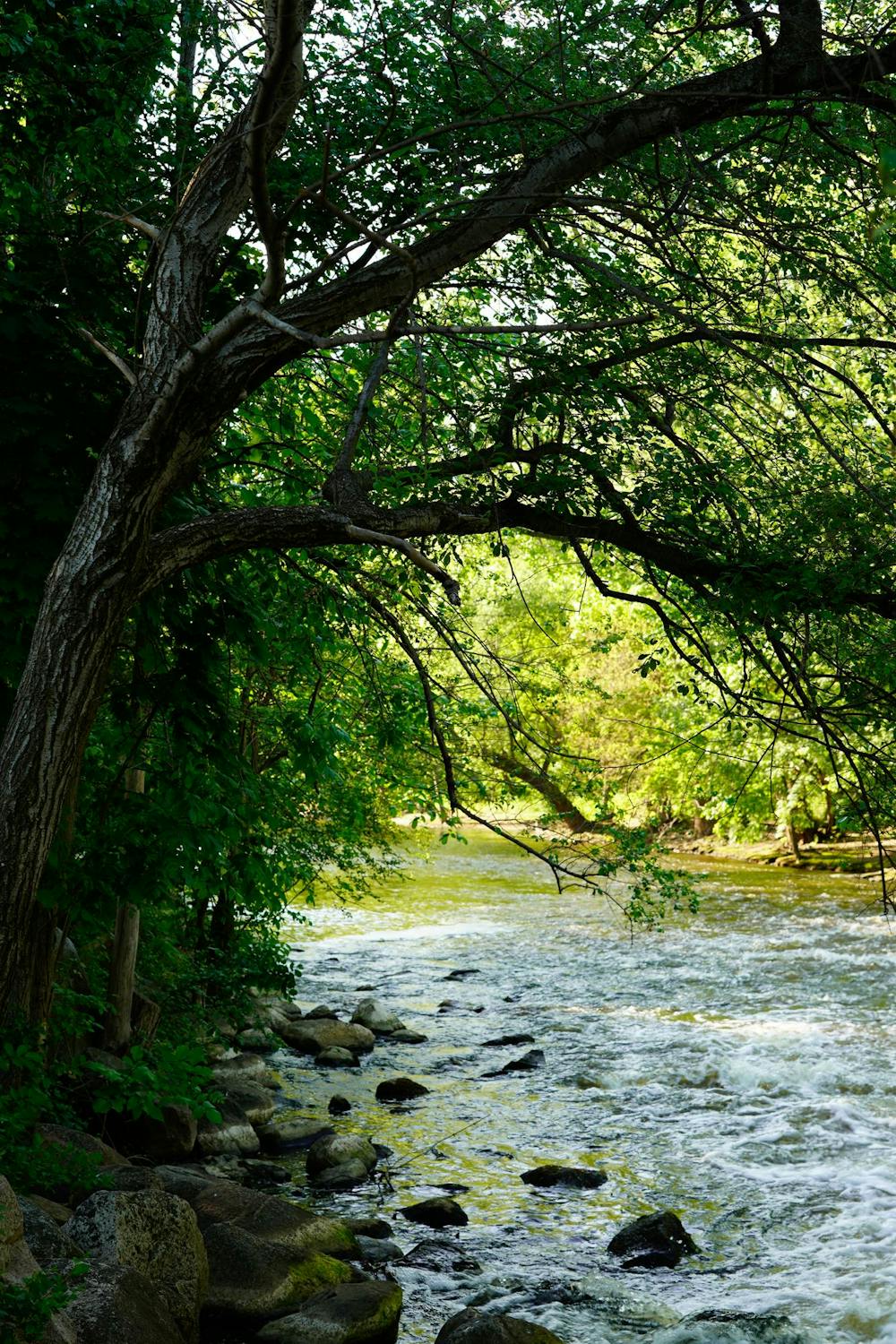 The Red Cedar River rushes through campus on May 15, 2024. 