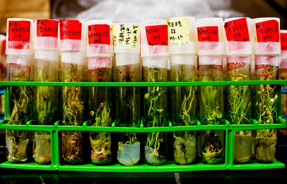 An array of potato plant samples sits atop a shelf in a laboratory on the fourth floor of Plant and Soil Sciences. Matt Hallowell/The State News