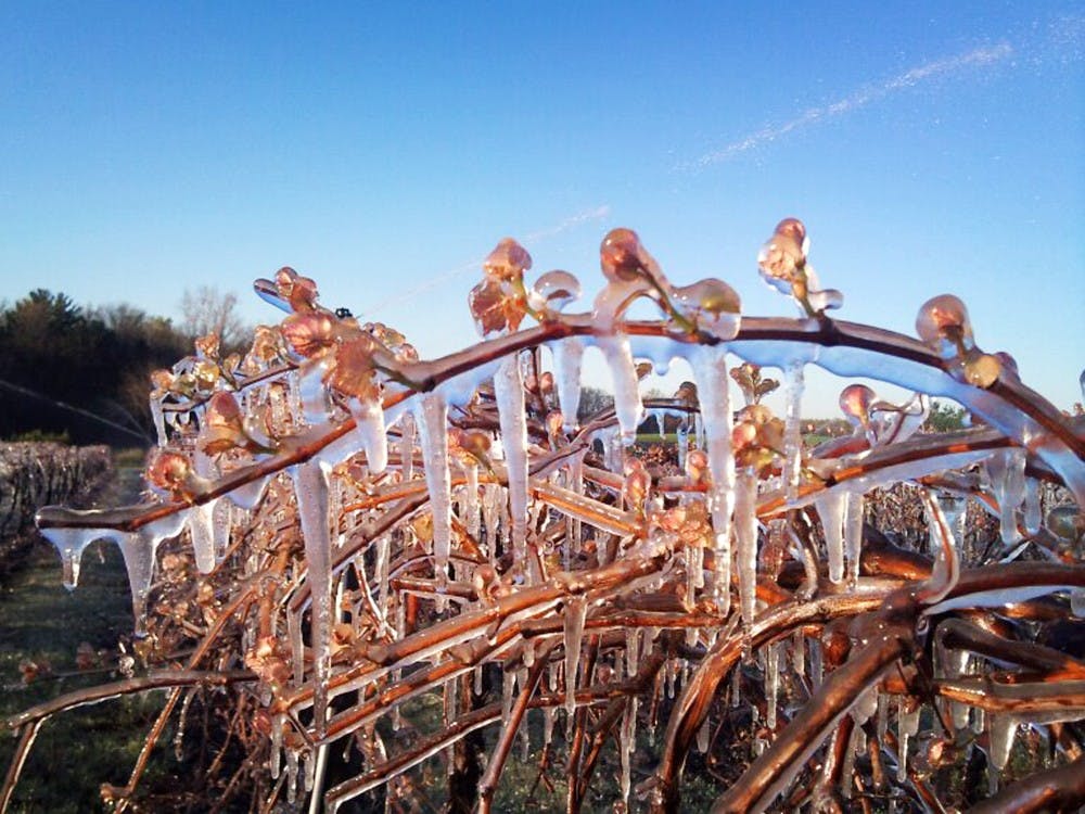 Concord vines at the Southwest Michigan Research and Extension Center in Benton. 