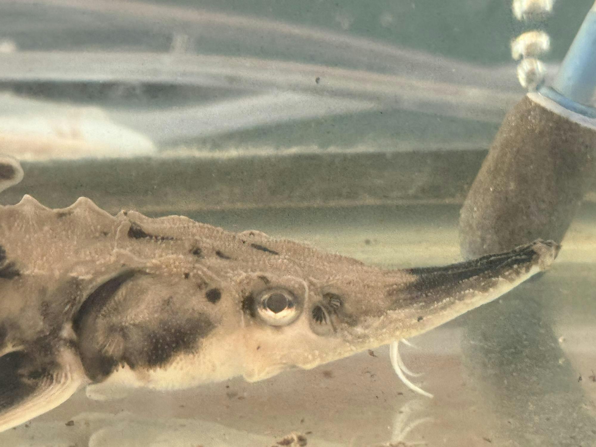 <p>A five month old lake sturgeon is on display by the Black River Lake Sturgeon Hatchery and Research center.</p>