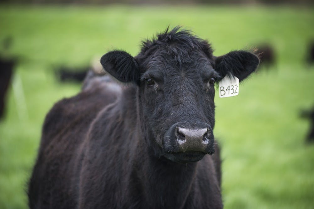 <p>A cow wanders the land on April 21, 2017 at the MSU Beef Cow-Calf Teaching and Research Center. The cows and calves rotate each pasture on average every five to six days. There are roughly 70 adults cows and 70 calves that live on the pasture.</p>