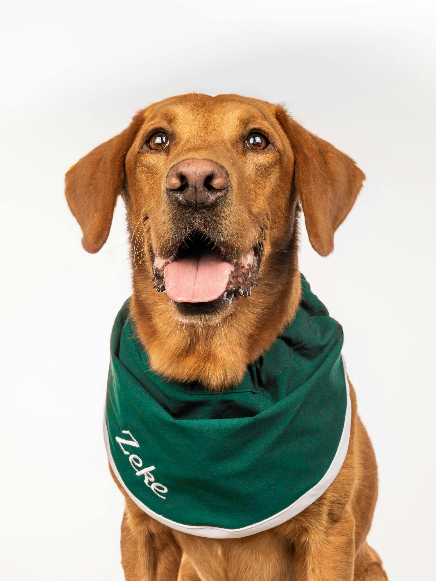 Zeke the Wonderdog visits The State News office in East Lansing, Michigan on Tuesday, Oct. 7, 2025. 