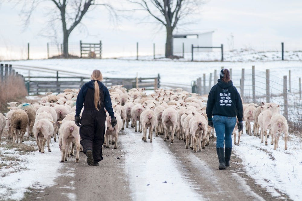 From left to right, agribusiness management junior Emily Hale and graduate student Kayla Kreft herd sheep towards a barn on Jan. 7, 2016 at the Sheep Teaching & Research Center on 3885 Hagadorn Road in Okemos, Mich. 
