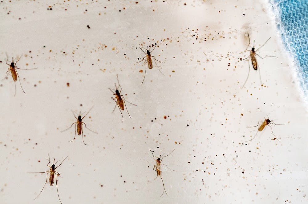	<p>A group of culex, a type of mosquito that could carry West Nile virus, is shown in this photo May 22, 2013, inside a research lab at Plant Science Greenhouses. Justin Wan/The State News</p>