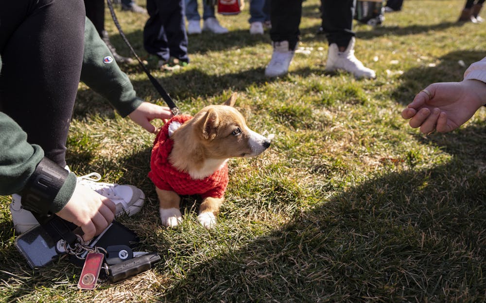 <p>Local dog owners met at the Spartan Statue to provide “Corgi Cuddles” on Sunday, Feb. 19, 2023, for Spartan Sunday - an event organized by alumni and Spartan parents to welcome students and faculty back to campus.</p>