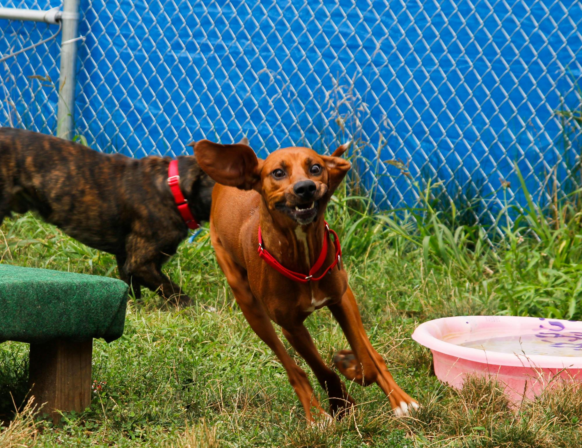 <p>Granola, the goofy and playful coonhound, runs through the yard of the Ingham County Shelter with Gummy Bear. Shot on August 16, 2021.</p>