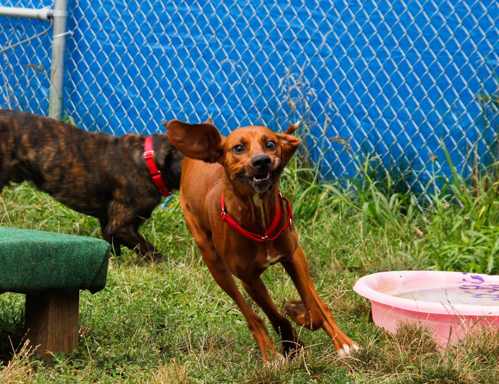 <p>Granola, the goofy and playful coonhound, runs through the yard of the Ingham County Shelter with Gummy Bear. Shot on August 16, 2021.</p>