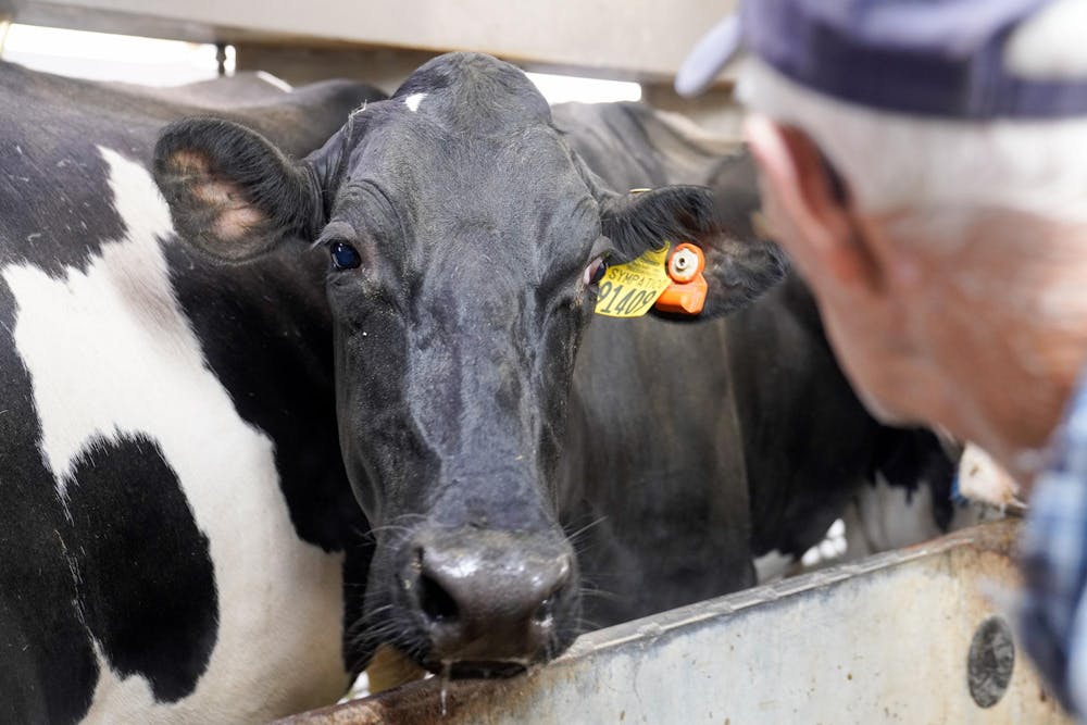 <p>Duane Reum, 88, of Lansing, makes eye contact with MSU’s Sympatico at the Dairy Cattle and Research Center in Lansing on Sept. 18, 2023. Each of the cows at the dairy farm have a designated name and number when they are born, allowing the workers at the farm keep track of which cattle has been milked and return them to their designated stations. Because Reum is with them most mornings from when they are calfs to adult cows, he can identify the cows based off of that identification or from his understandings of their personalities. “She remembered me from being a calf,” he said when one cow stuck their head out to be pet by him.</p>