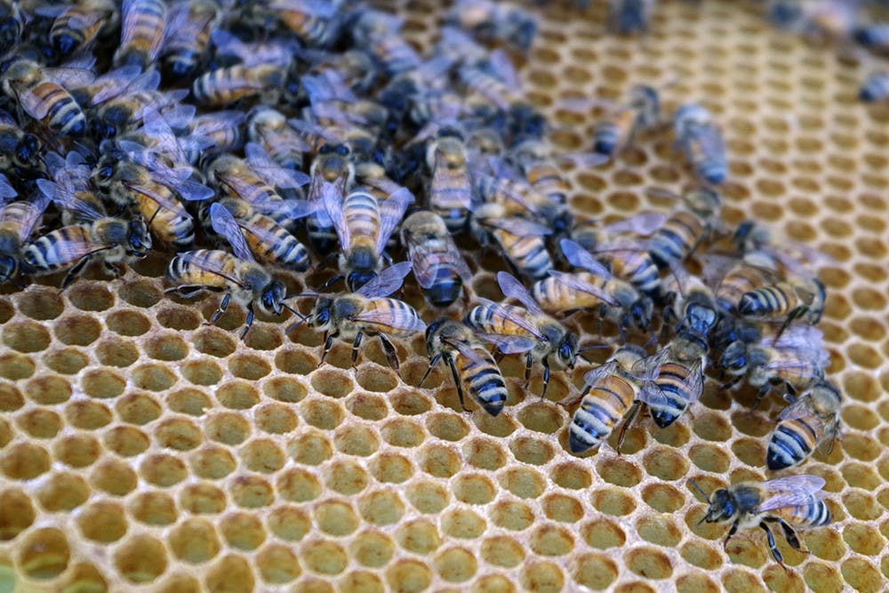 <p>Bees produce honey in the summer season, May 22, 2015, in the bees study field lab, in East Lansing. Bees are active in the sunny weather and gather around in groups. Yuanzhe Zhuang/The State News </p>