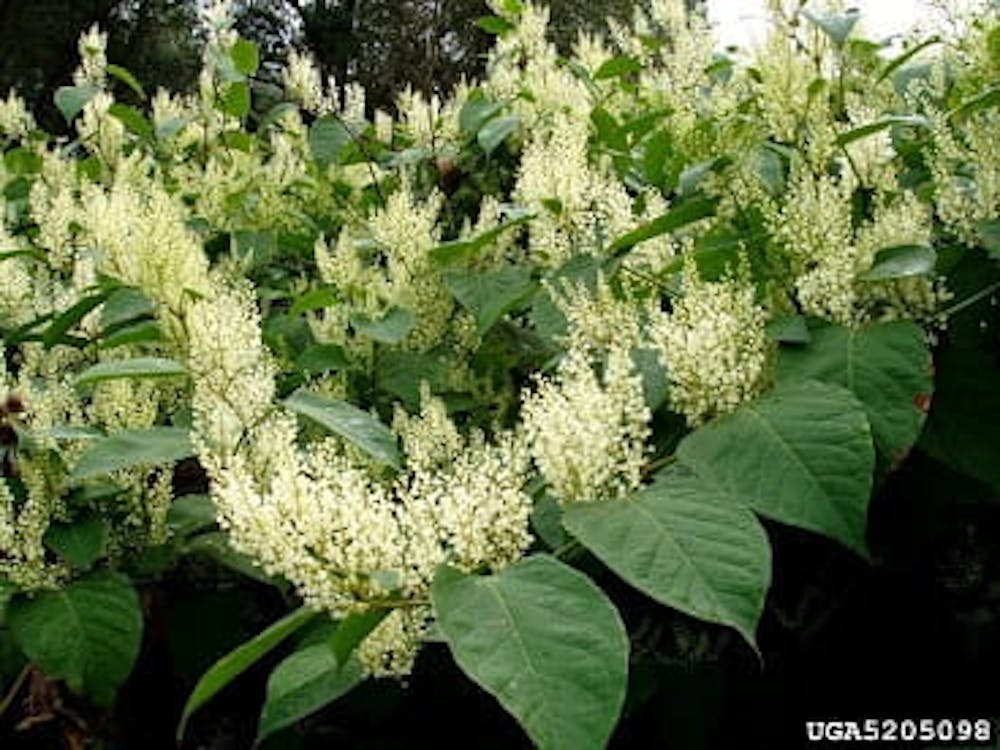 <p>Japanese knotweed. Photo courtesy of Jan Samanek, State Phytosanitary Administration, Bugwood.org, and the Michigan Department of Natural Resources. <br/><br/></p>