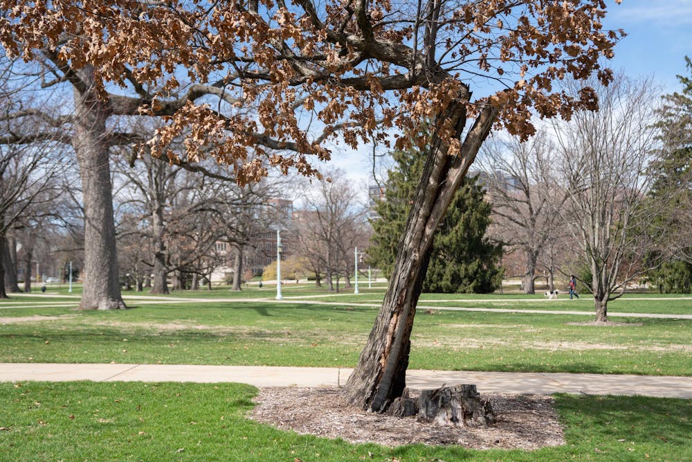 The oldest tree on MSU's campus on a sunny spring day on Thursday, April 6, 2023. The tree, a white oak (quercus alba) that survived a damaging 2016 storm is estimated to be around 375-500 years old.