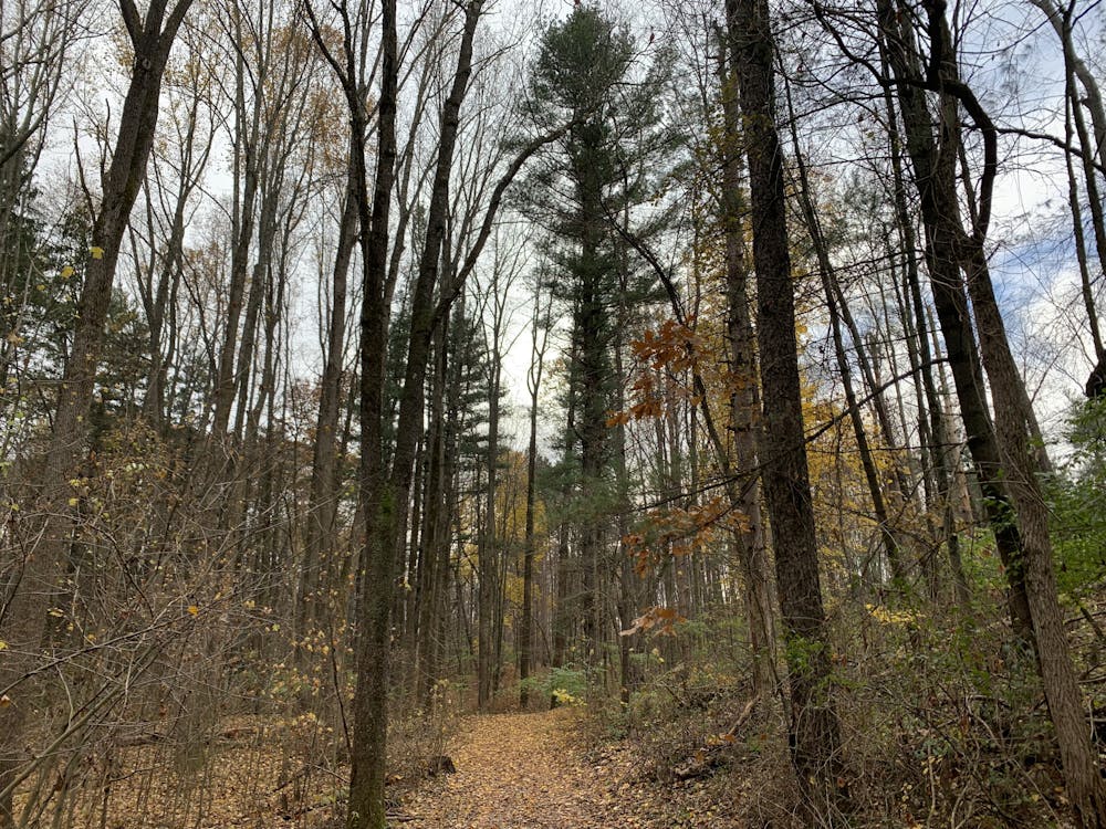<p>A trail at W.K. Kellogg Experimental Forest on Nov. 21, 2021. Most main trails are now open to the public after a long hiatus due to the COVID-19 pandemic.</p>
