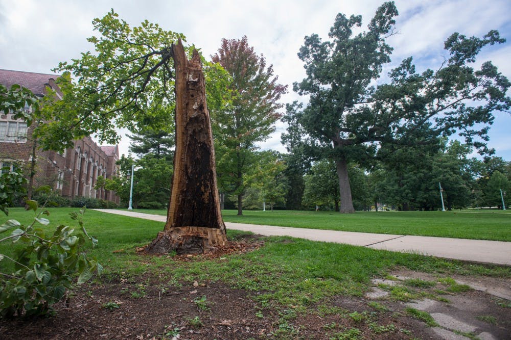 One of MSU's oldest trees, a white oak, stands on Sept. 21, 2016 outside of Linton Hall and the MSU Museum. The tree split during a storm in the summer and MSU campus arborist Paul Swartz estimates the tree to be more than 400 years old. 