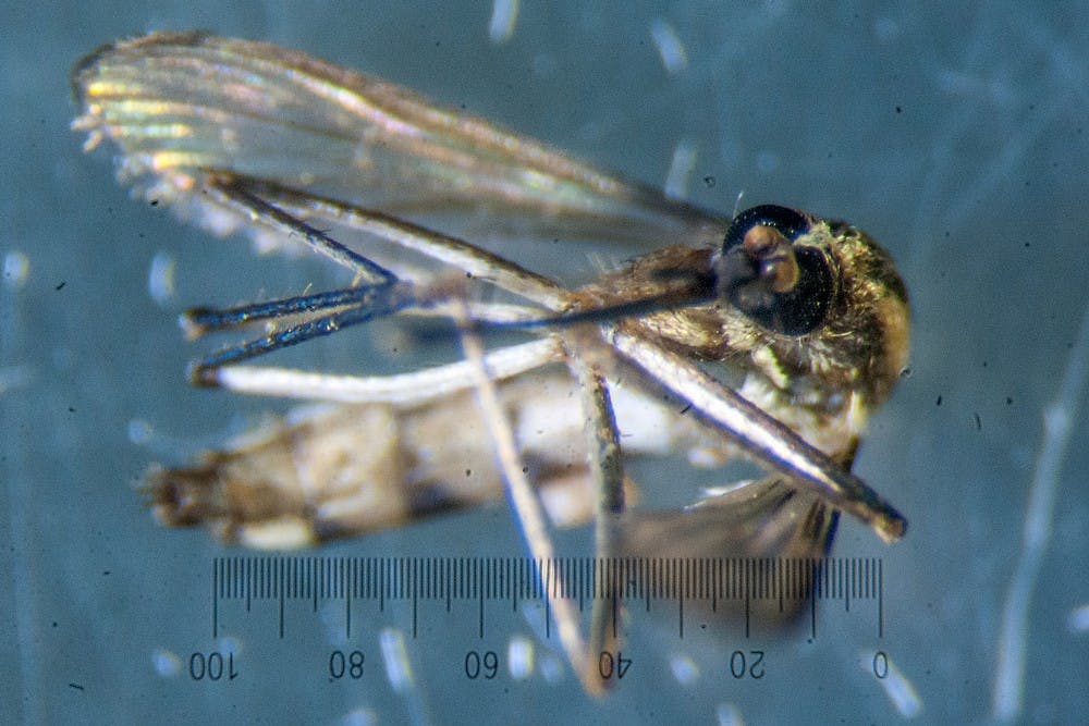 <p>Aedes trivittatus, a type of floodplain mosquito that is common around summertime, is shown under a microscope May 22, 2013 inside a research lab in Biomedical and Physical Sciences. STATE NEWS FILE PHOTO</p>