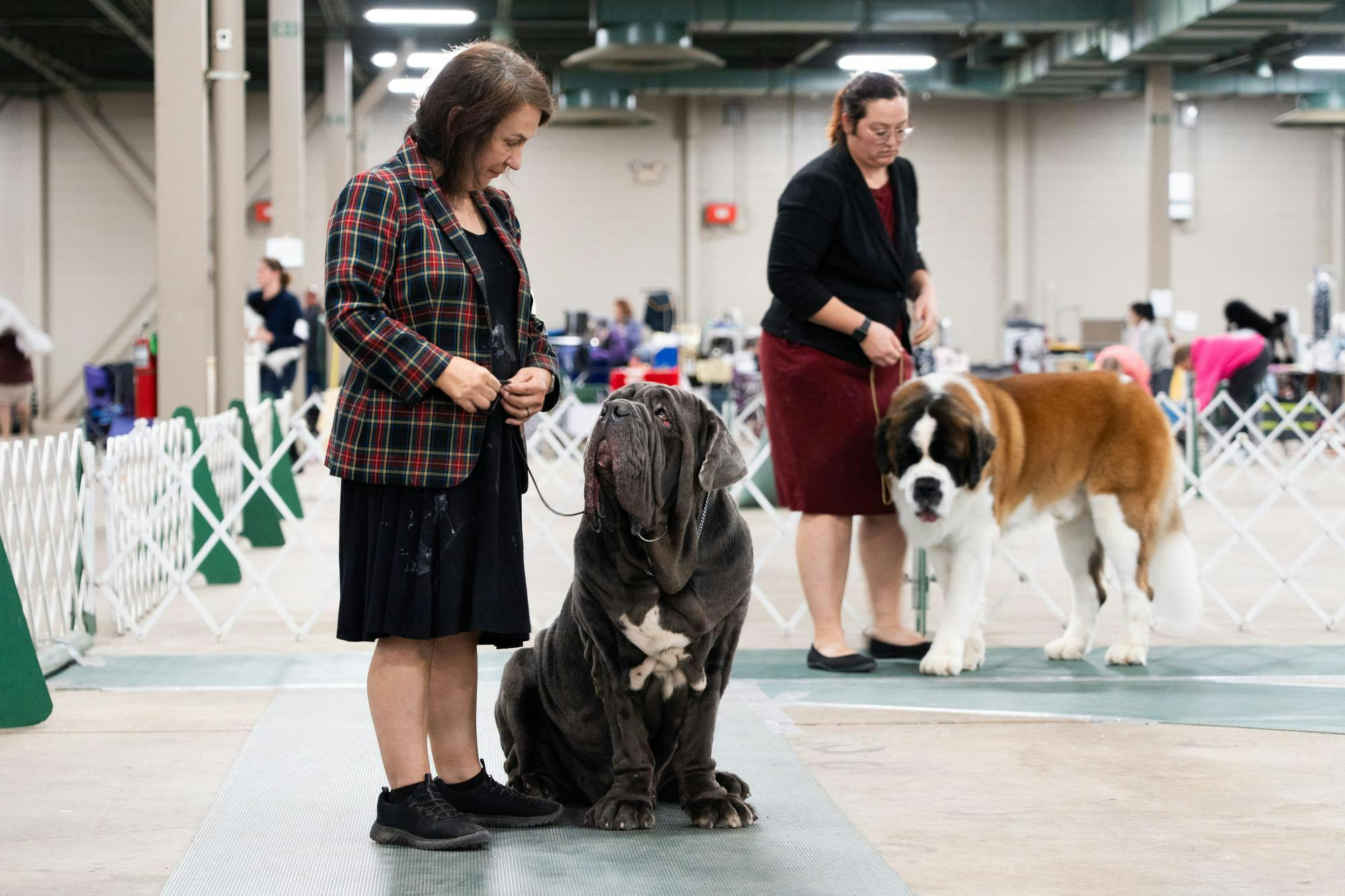 <p>A dog owner and her droopy friend wait for their turn to compete in the Winterland Classic Dog Show Cluster at the MSU Pavillion on Sunday, Dec. 3, 2023. The all-day event featured a number of shows culiminating in a best-in-show competition at the end of the night.</p>