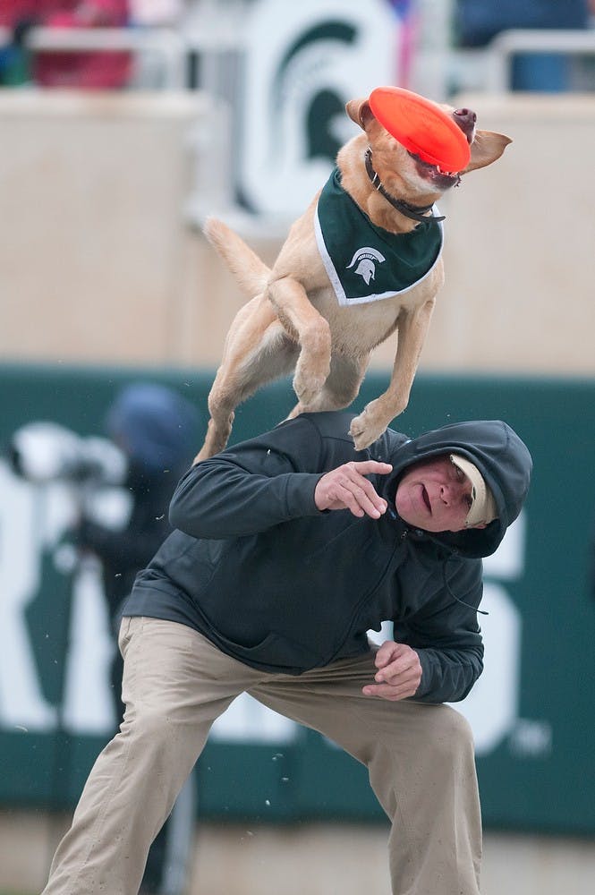 <p>Zeke the Wonder Dog and trainer/owner Gary Eisenberg play with a frisbee during a timeout Nov. 22, 2014, during the game against Rutgers at Spartan Stadium. The Spartans defeated the Scarlet Knights, 45-3. Jessalyn Tamez/The State News </p>