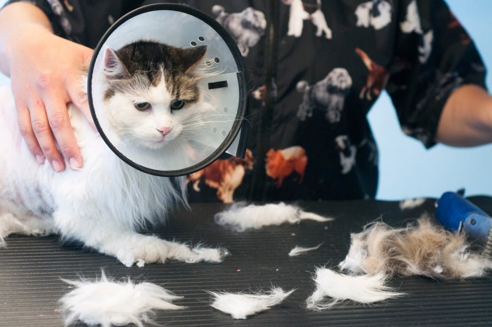 Groomingdales East groomer Denise Culham shaves off some matted hair off of Dixie, a domestic long hair cat, on July 7, 2012. Dixie wore a plastic cone around her head because she was trying to bite Culham during the appointment. Julia Nagy/The State News