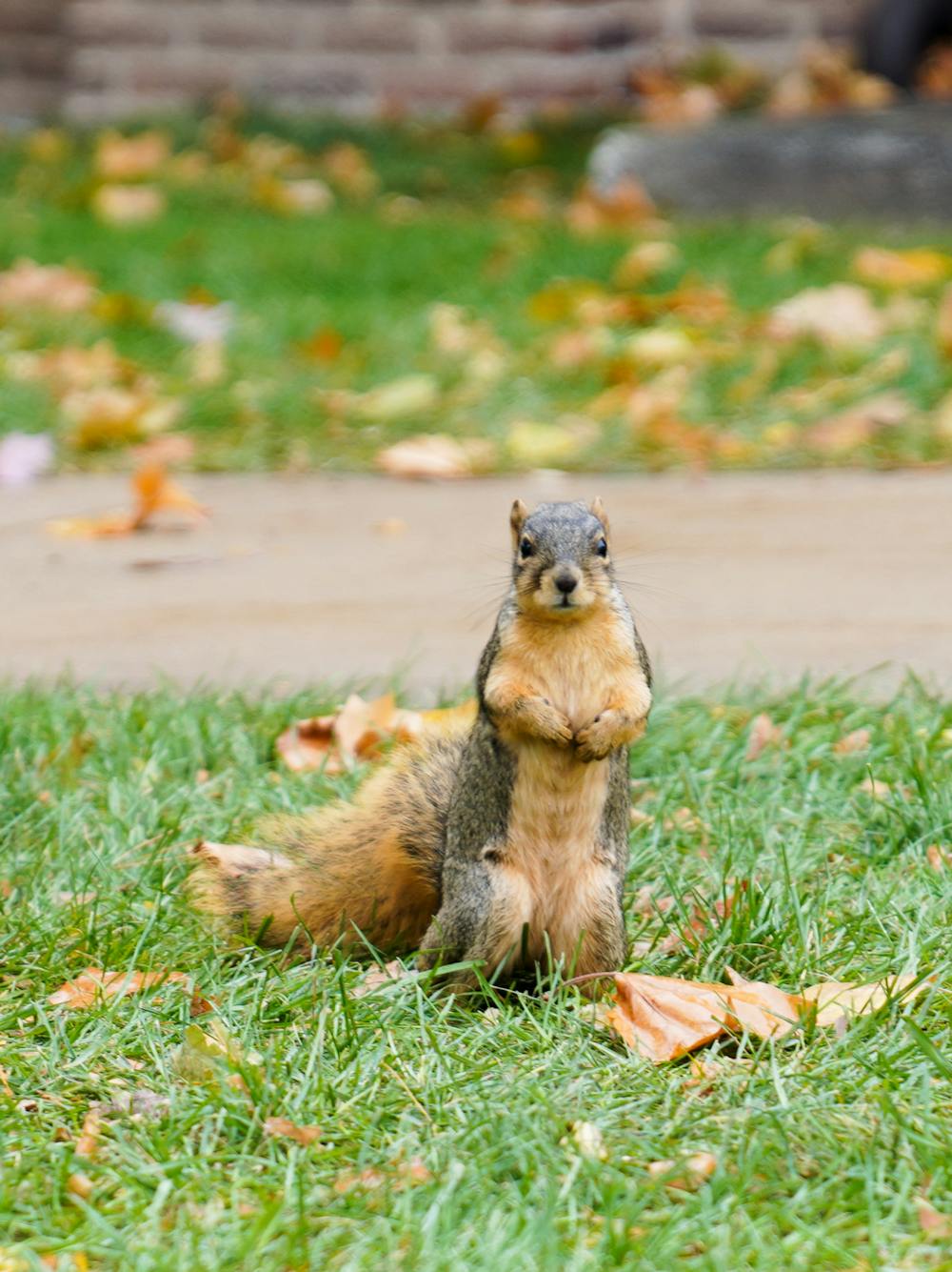 A squirrel prepares for danger on MSU's campus on Oct. 18, 2022. 