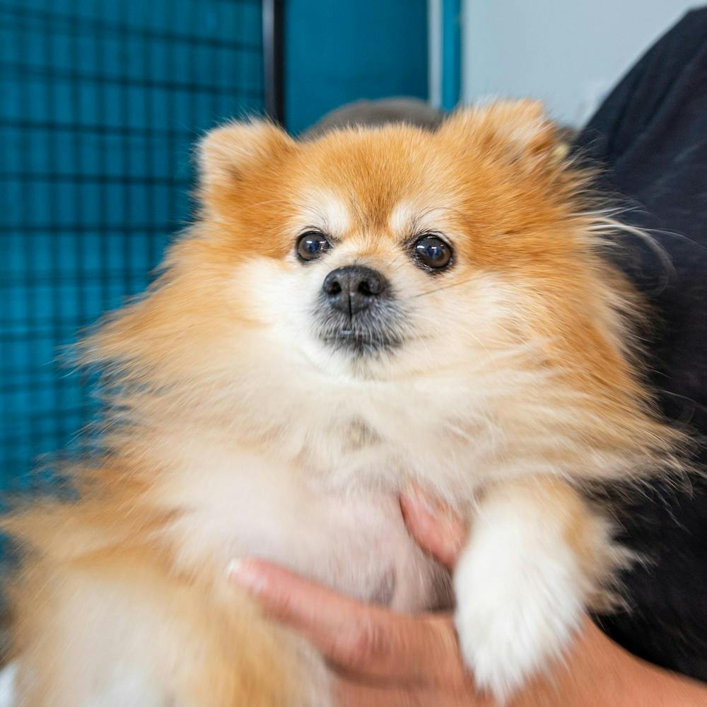 <p>Courage the dog wakes up from his operation after the anesthesia weakens inside of I Heart Dogs in Warren, Mich., on July 16, 2026.</p>