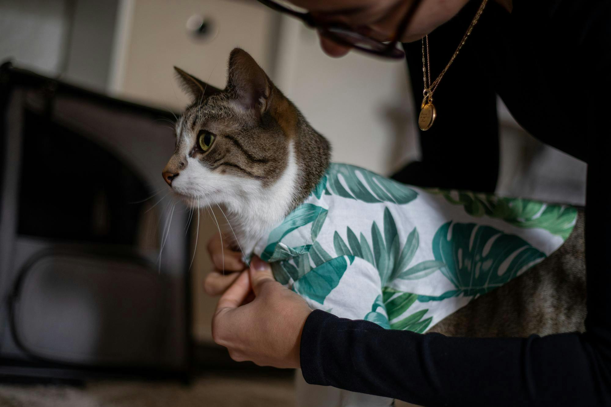 Fifth-year Alice Finlan dresses her cat, Birch, in a printed collared shirt.