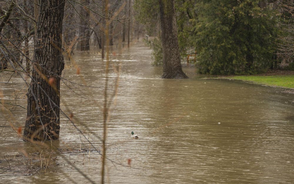 A duck swims where the sidewalk used to be as flooding around the Red Cedar River continues on Wednesday, April 5, 2023 during a period of heavy rains. 