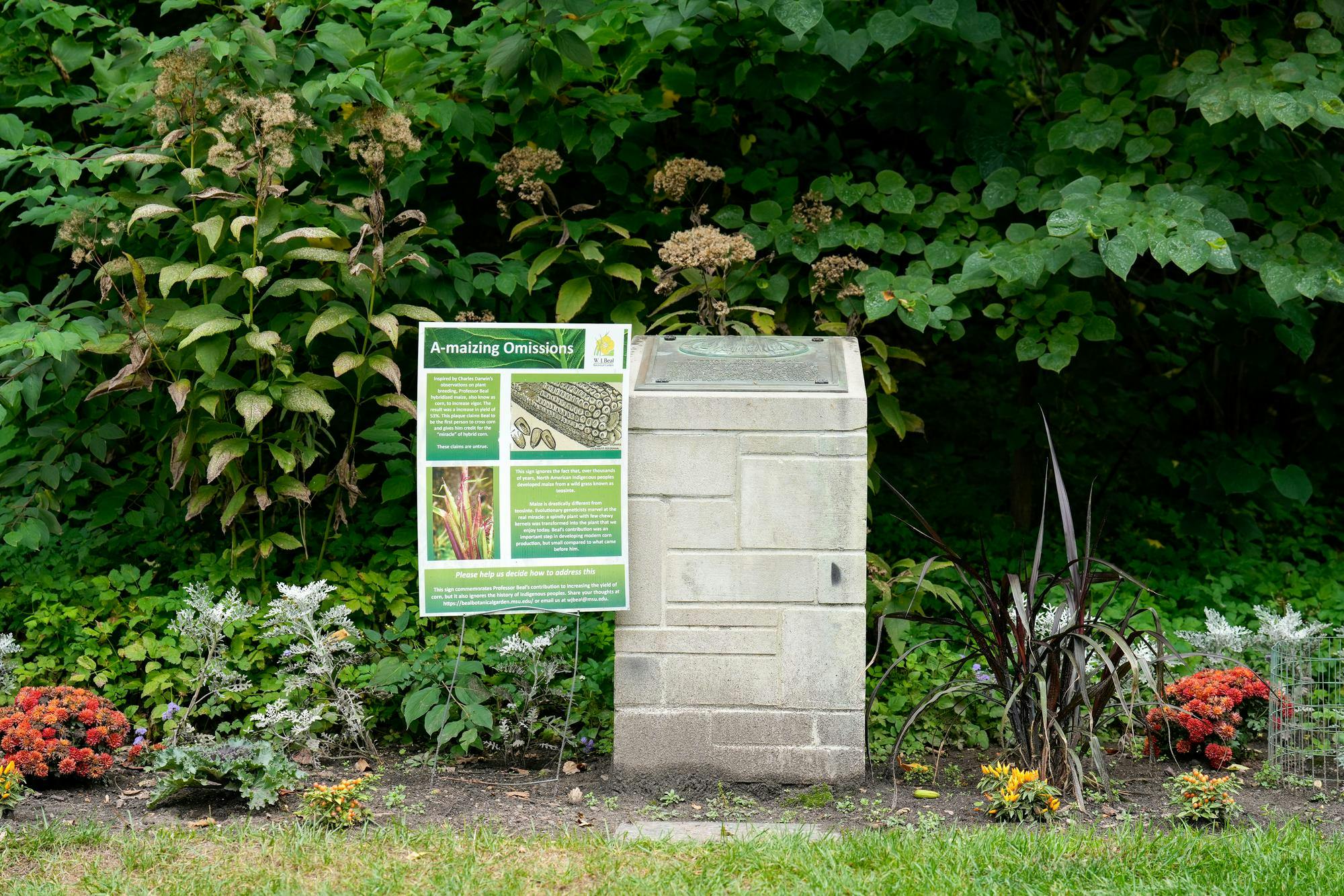 A plaque in Beal Garden claims that Professor William James Beal was the first person to cross corn. However, the sign next to it states that this claim is untrue and that the credit for crossing corn first belongs to North American Indigenous people, who developed maize from a wild grass known as teosinte over thousands of years. The plaque and sign are located in the W.J. Beal Botanical Garden as of Sept. 24, 2024.