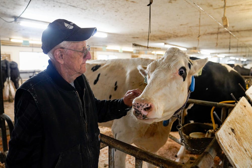 <p>Duane Reum, 88, of Lansing, pets a cow after finishing his shift at the Dairy Cattle and Research Center in Lansing on Sept. 28, 2023. Each of the cows at the dairy farm have a designated name and number when they are born, allowing the workers at the farm keep track of which cattle has been milked and return them to their designated stations. Because Reum is with them most mornings from when they are calfs to adult cows, he can identify the cows based off of that identification or from his understandings of their personalities. “She remembered me from being a calf,” he said when one cow stuck their head out to be pet by him.</p>