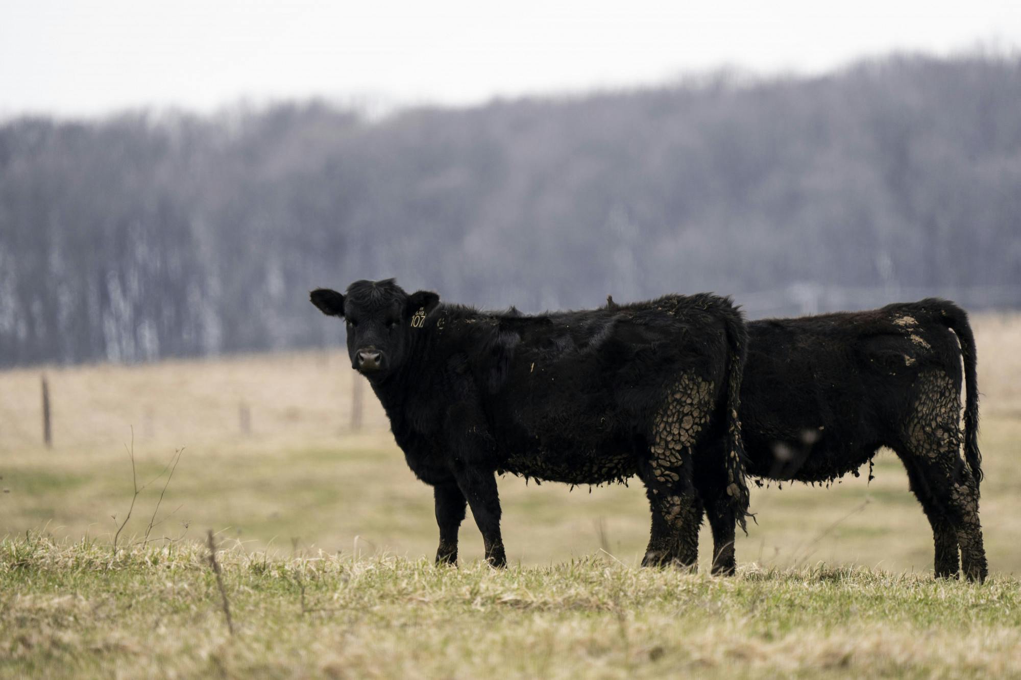 Cows grazing in a field at MSU's cattle farm on April 2, 2022.