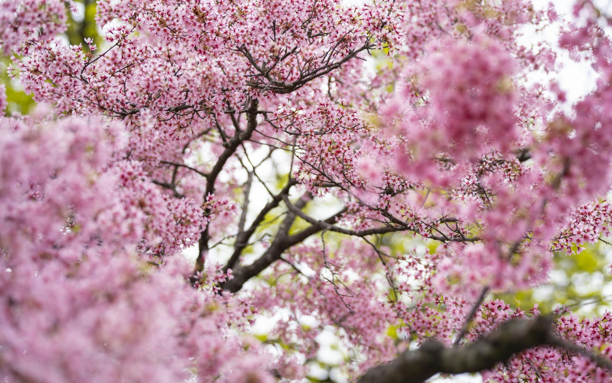 Spring trees bloom at Michigan State University on Sunday, April 16, 2023. 