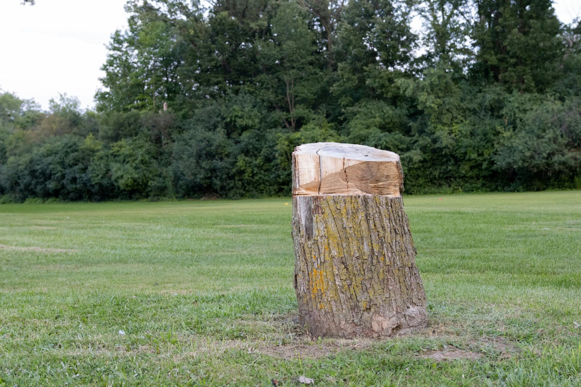 <p>Remnants of a tree that was cut down. Shot on August 5th, 2021.</p>