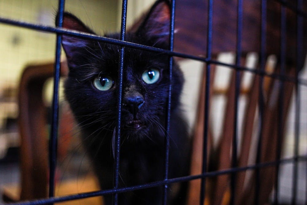 Cats sit as they wait to be adopted on Sept. 1, 2017 at The Ingham County Animal Control and Shelter at 600 Curtis St. in Mason. This summer in particular has been extremely busy for cats and dogs.