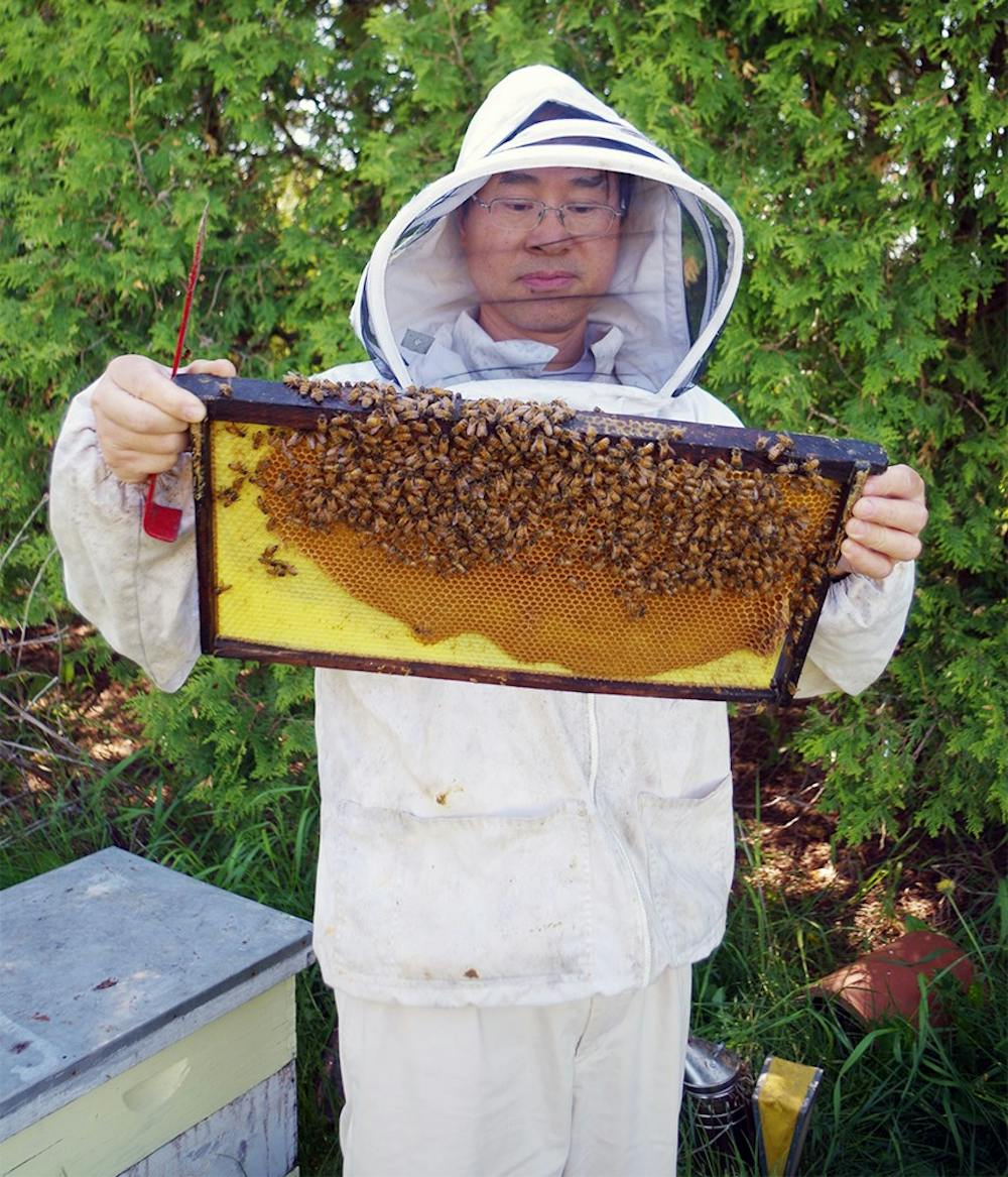 <p>Zachary Huang is showing the bees hive, May 22, 2015, in the bees study field lab, in East Lansing. Huang checked each box of bees. He has to make sure if each box has its regular production. Yuanzhe Zhuang/The State News</p>