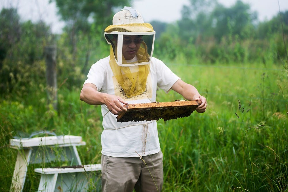 <p>Entomology associate professor Zachary Huang searches for a queen bee June 25, 2014, at the bee research center located on south campus off Jolly Road. Huang has been working with bees for 30 years. Hayden Fennoy/The State News</p>