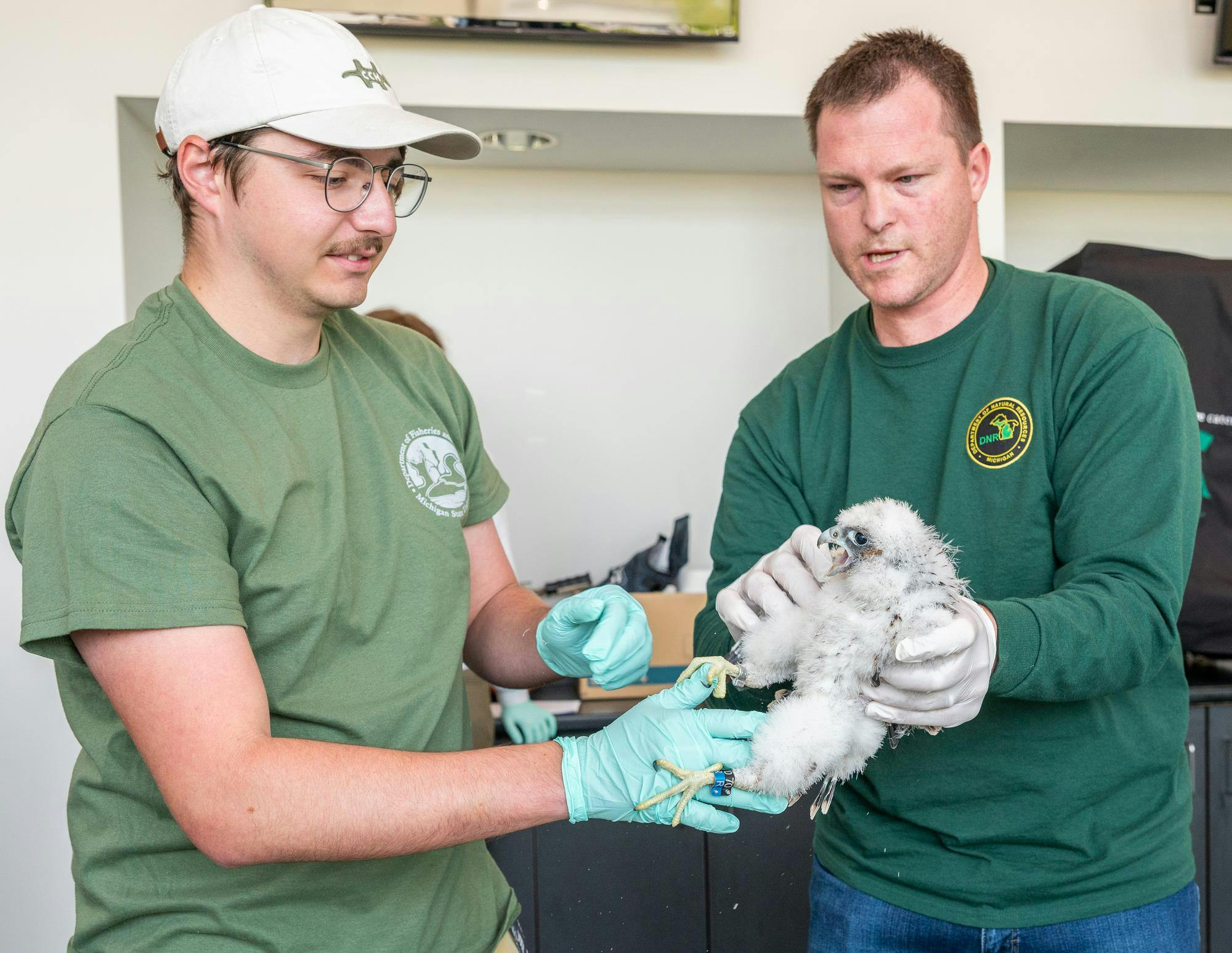 MSU Fisheries & Wildlife Club and DNR biologist Chad Fedewa  banding Peregrine Falcon chicks at Spartan Stadium, 05.24.2023