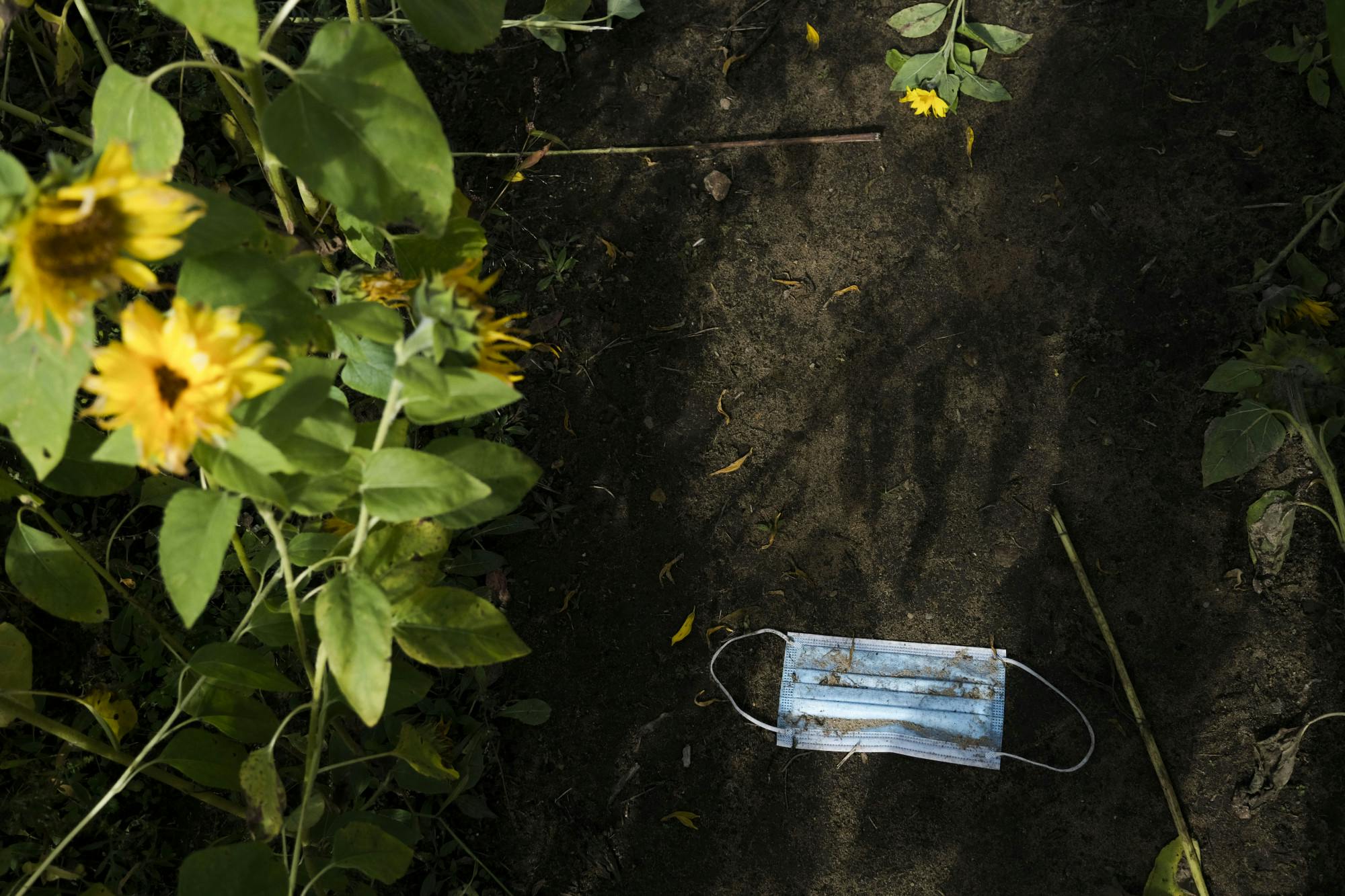 A discarded mask in a sunflower field.